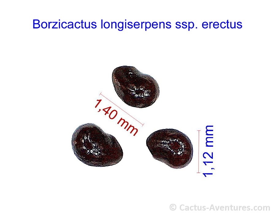 Borzicactus longiserpens ssp. erectus PLL, Lima Peru MCA